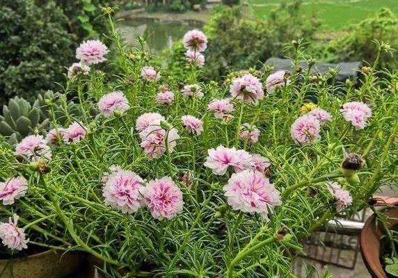 家用牡丹花喷施肥的正确方法是什么？