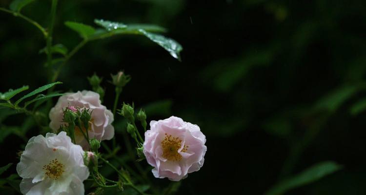 手榴弹花语有何深意？它代表了什么？