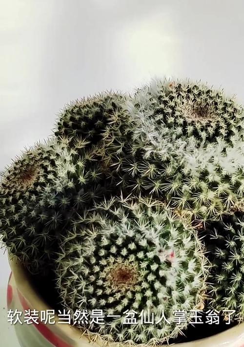 招财进宝植物仙人掌盆栽怎么养？有哪些特别的养护技巧？
