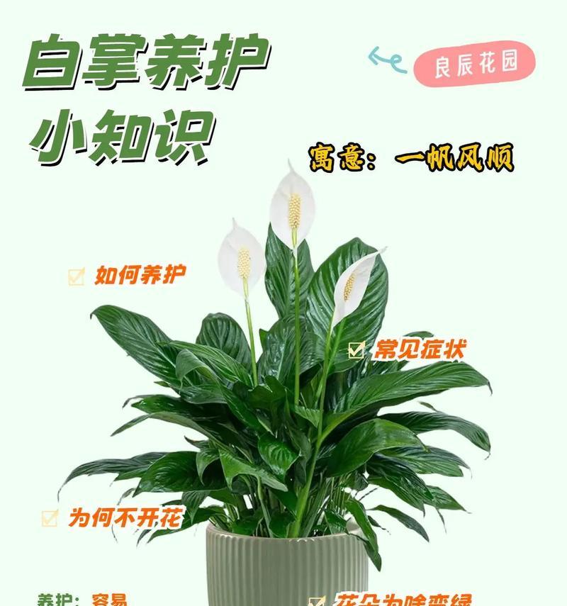 招财进宝植物仙人掌盆栽怎么养？有哪些特别的养护技巧？