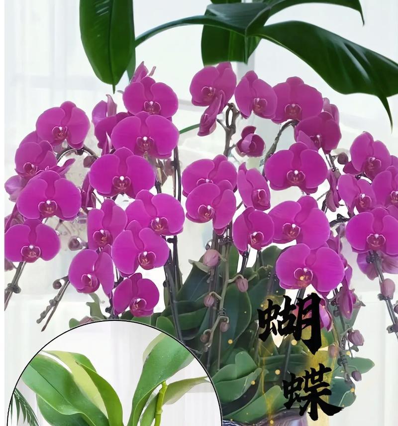 蝴蝶兰的花语有哪些？