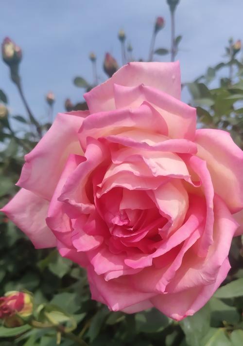 怎么修剪花园玫瑰花？修剪后如何促进更好的生长？