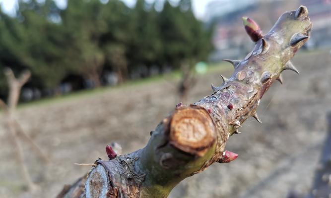 怎么修剪花园玫瑰花？修剪后如何促进更好的生长？