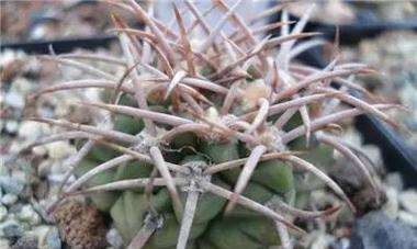 翁玉仙人球繁殖方法是什么？繁殖后如何管理？