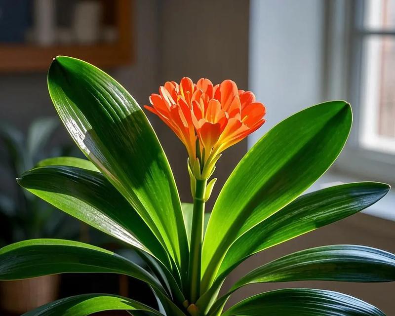 北欧花盆君子兰养护技巧有哪些？如何管理才能茁壮成长？