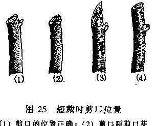玫瑰花搬芽留枝条的正确步骤？如何保证成活率？
