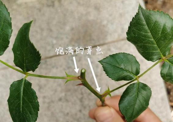 玫瑰花搬芽留枝条的正确步骤？如何保证成活率？