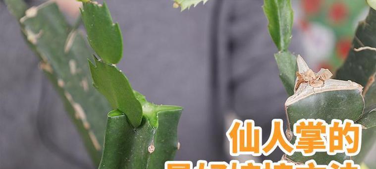 仙人掌嫁接失败了怎么办？