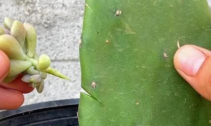 仙人掌嫁接失败了怎么办？