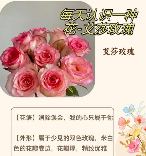 四季多彩玫瑰传递了哪些花语？它们在情感表达中如何使用？