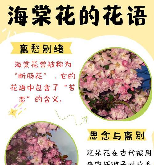 大海棠花的寓意和花语有何特别之处？