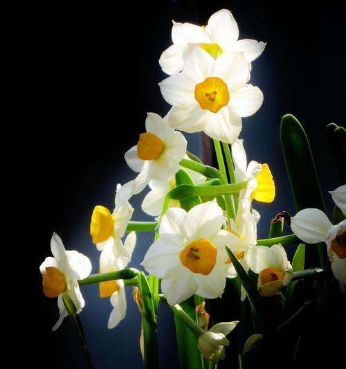 葫芦仙玫瑰花的养护秘诀是什么？