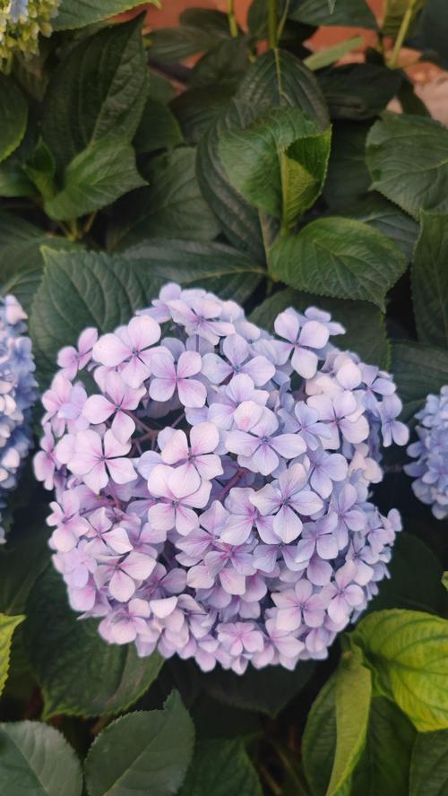云南花卉种植需要哪些条件？云南花语花卉的种植环境如何？