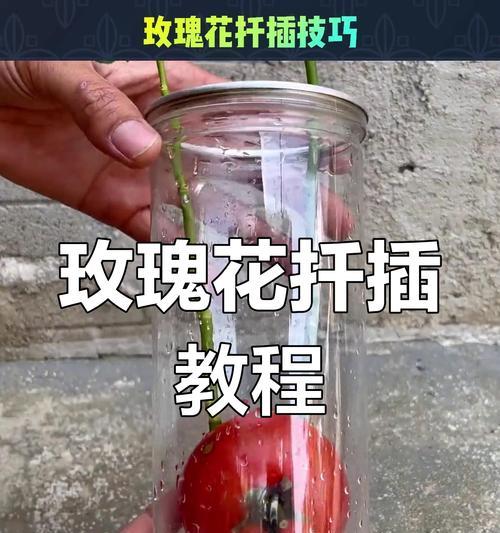 路边玫瑰花的扦插方法是什么？