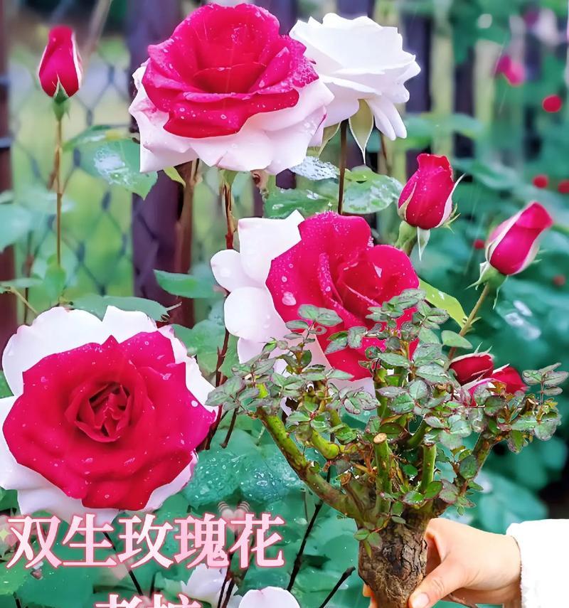 耐寒玫瑰花桩苗怎么种？种植过程中需要注意哪些事项？