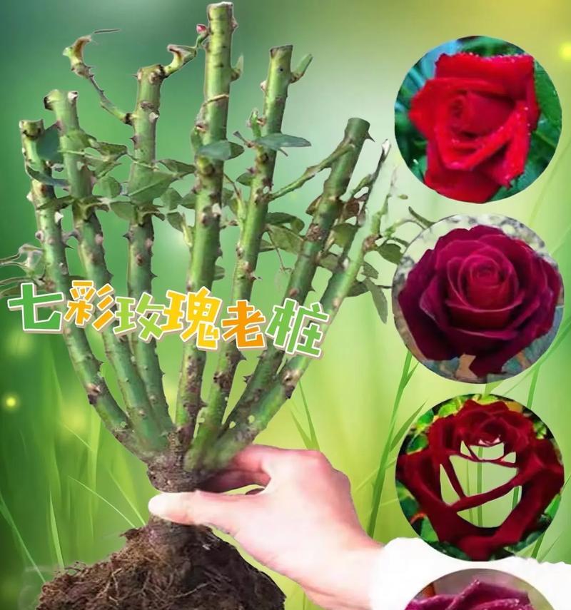 耐寒玫瑰花桩苗怎么种？种植过程中需要注意哪些事项？
