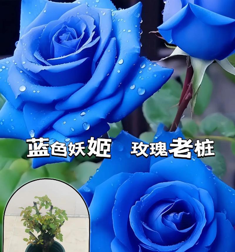 耐寒玫瑰花桩苗怎么种？种植过程中需要注意哪些事项？