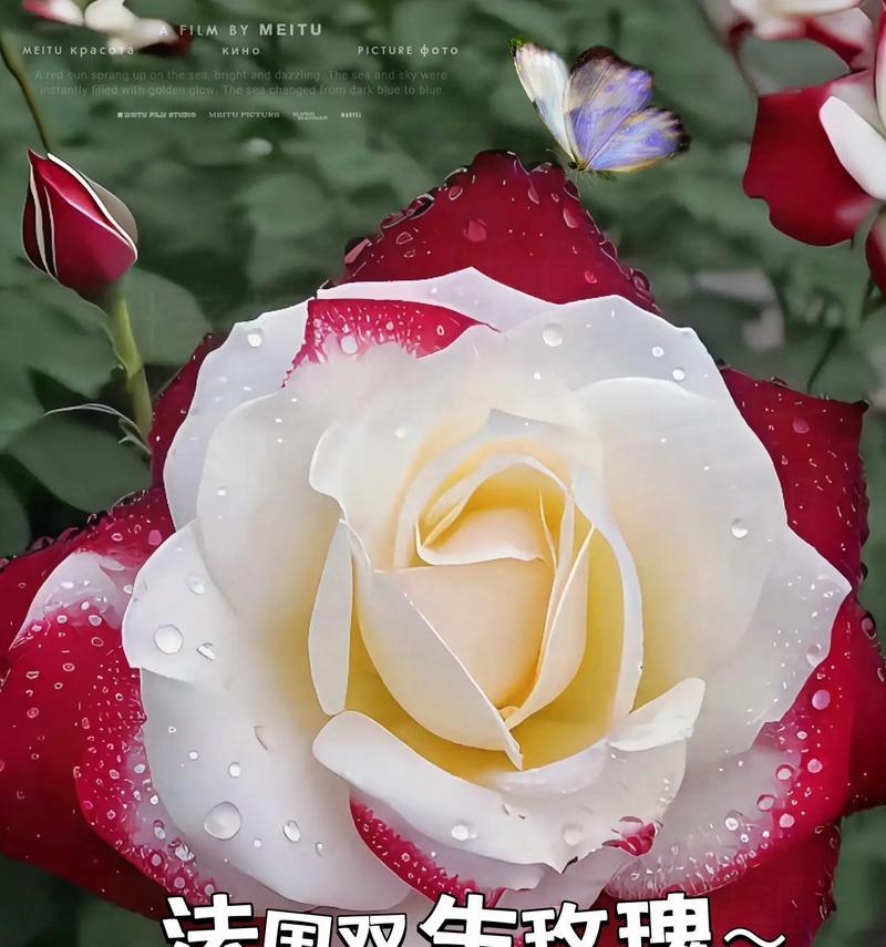 金玫瑰花的花语和寓意是什么？