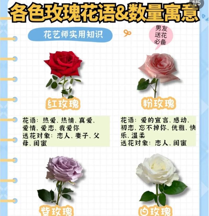 金玫瑰花的花语和寓意是什么？