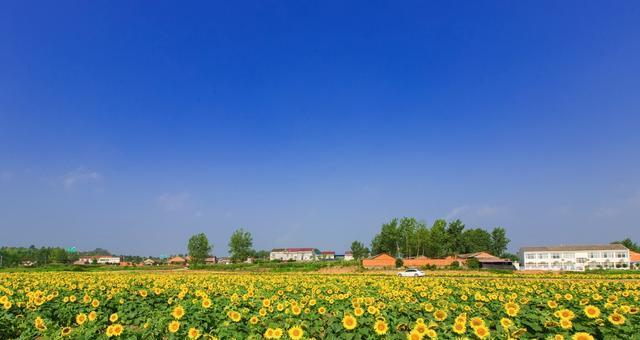 紫海葵花象征着什么？