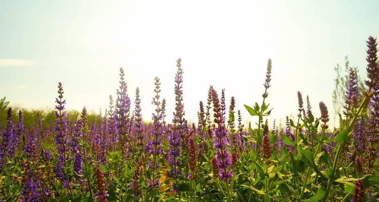 紫海葵花象征着什么？