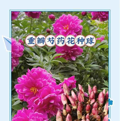芍药花语是什么？它象征着什么寓意？