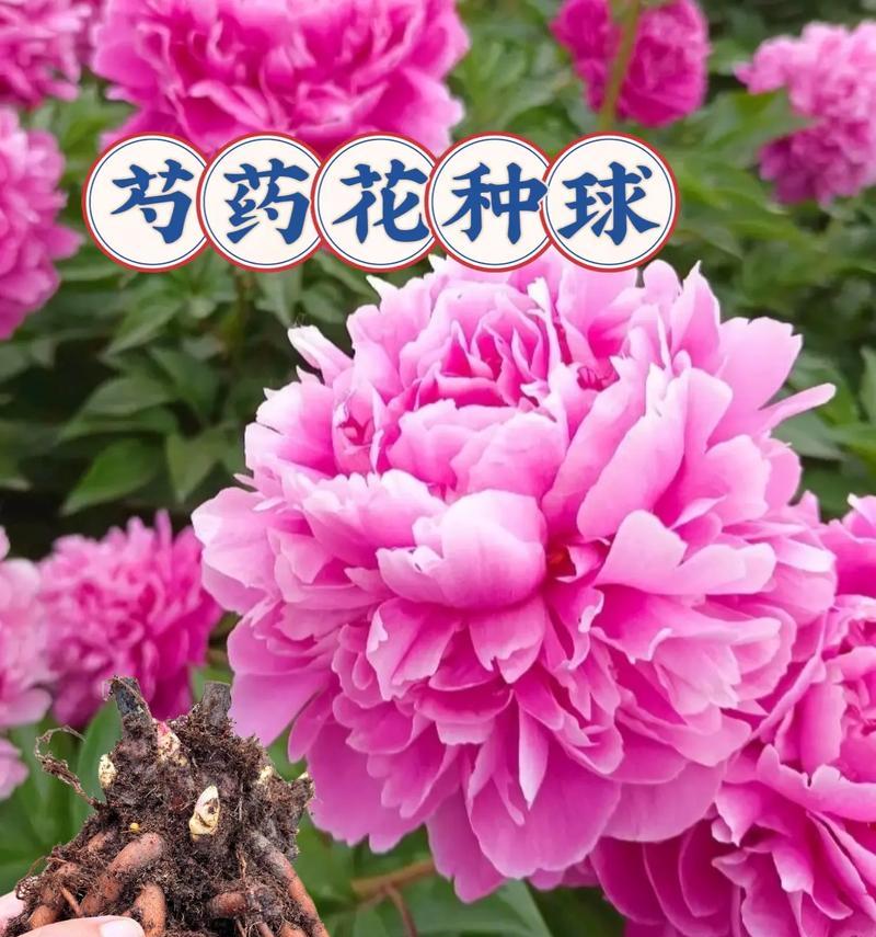 芍药花语是什么？它象征着什么寓意？