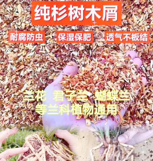 君子兰大果子的种植方法是什么？