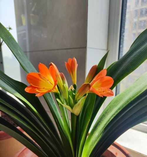 君子兰大果子的种植方法是什么？