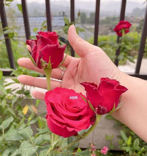 花瓣上有血点的玫瑰花是什么品种？