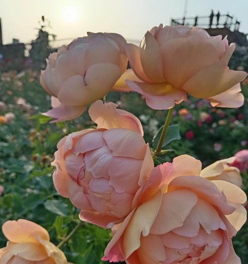 花瓣上有血点的玫瑰花是什么品种？