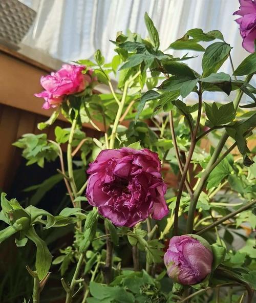 春节期间牡丹花养殖需要注意什么？如何保持花期？