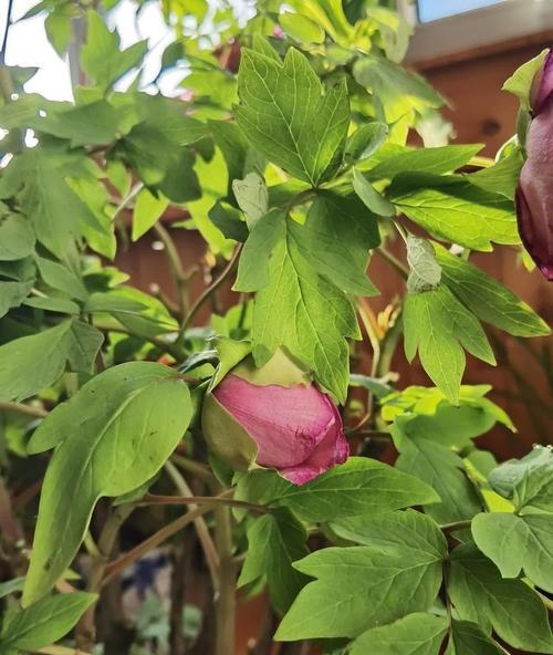 春节期间牡丹花养殖需要注意什么？如何保持花期？