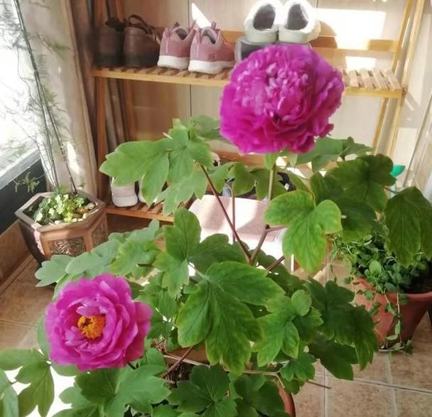 春节期间牡丹花养殖需要注意什么？如何保持花期？