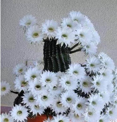 仙人球开花预示着什么？仙人球开花的含义是什么？