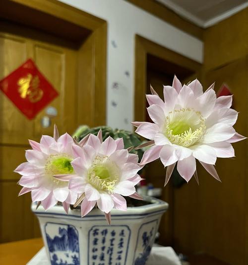 仙人球开花预示着什么？仙人球开花的含义是什么？