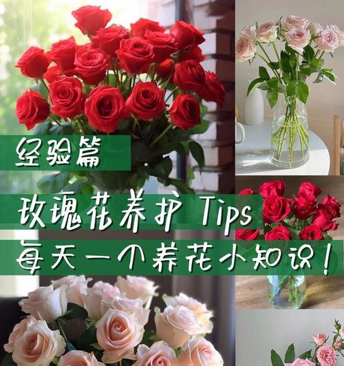 瓶装玫瑰花的养护方法是什么？