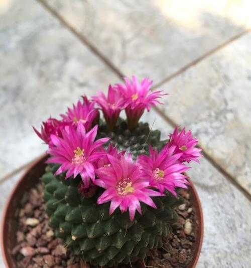 红花无刺仙人球的养护要点是什么？