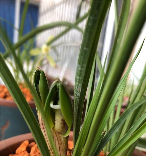 凤眼蓝花的花语是什么？它象征着什么？