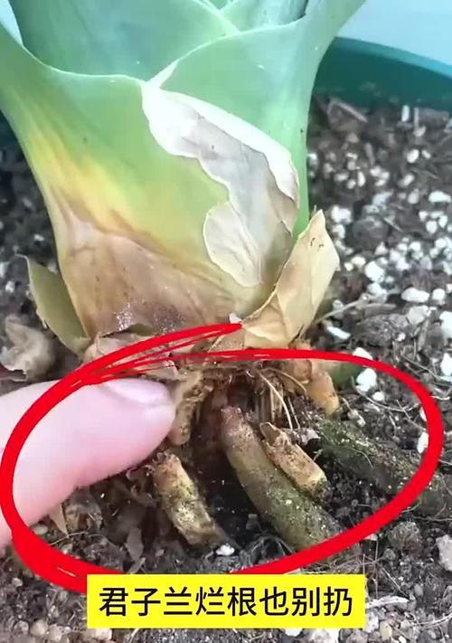 君子兰空根是正常现象吗？如何正确养护？