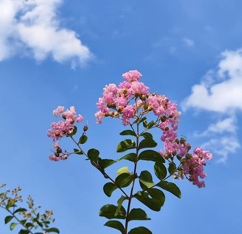 哪种花的花语代表陪伴？陪伴的花语有哪些？