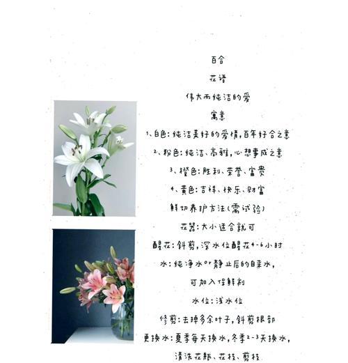 百合花的每一朵代表了什么花语？
