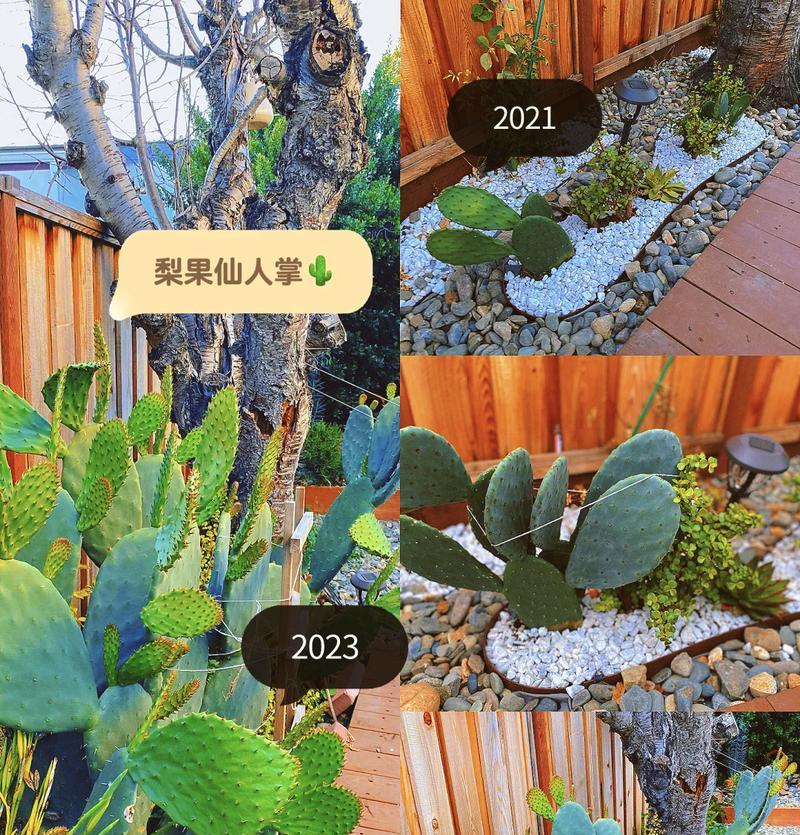 仙人掌繁殖速度过快如何控制？有哪些方法？