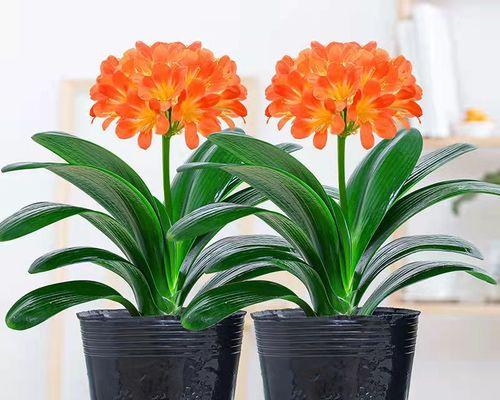 如何冷冻君子兰以促进快速开花？