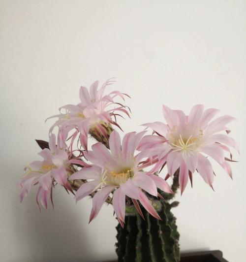 哪种仙人球最容易开花？如何种植？