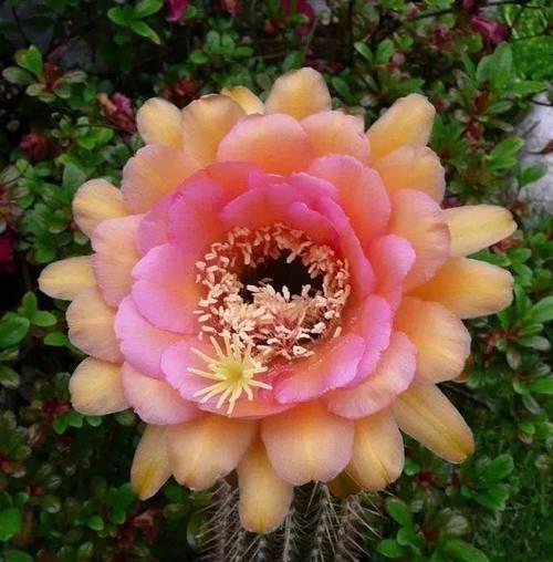哪种仙人球最容易开花？如何种植？
