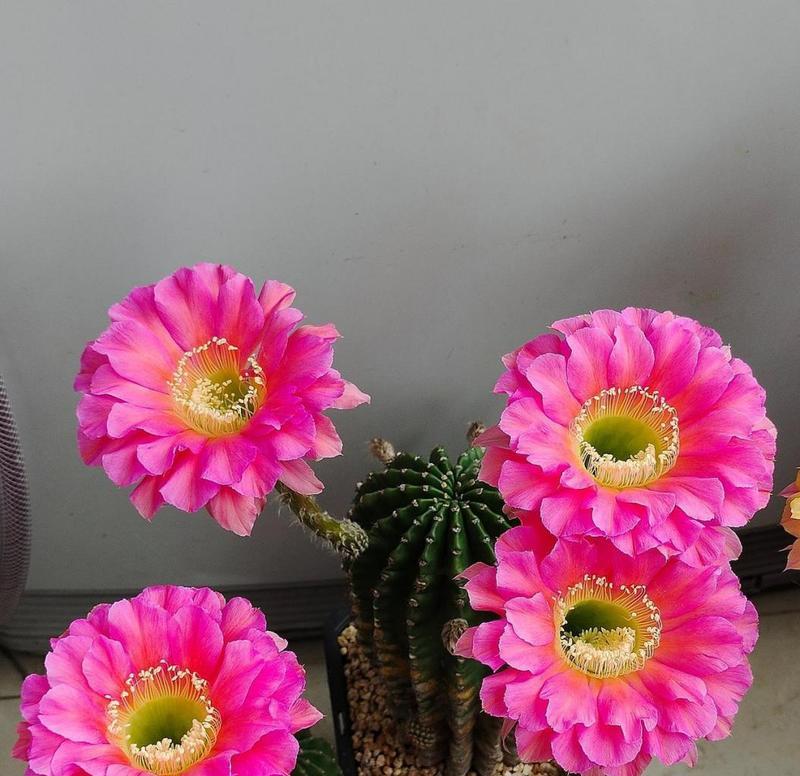 哪种仙人球最容易开花？如何种植？