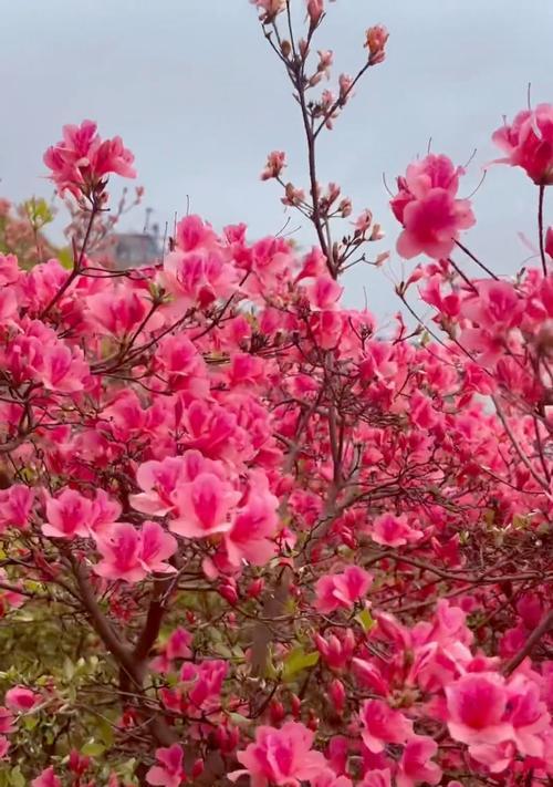 杜鹃花的诅咒花语有何深意？
