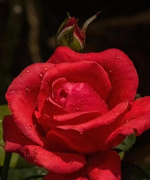 玫瑰花配色的花语和寓意是什么？如何选择？