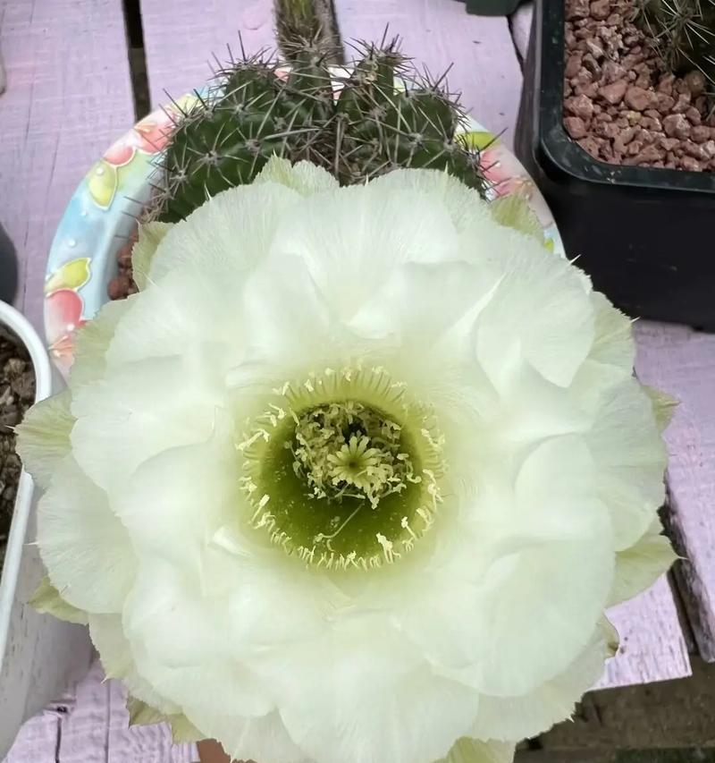 白梅彩草仙人球的养护方法有哪些？